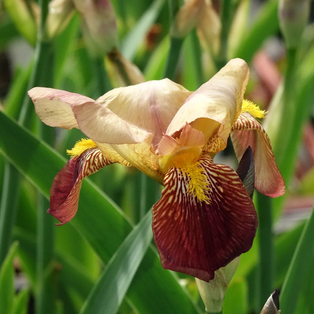 Iris germanica Agrippa - Iris des Jardins