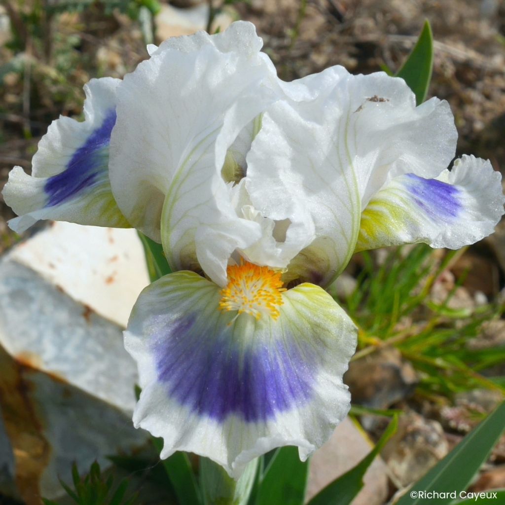 Iris germanica Alas - Iris des Jardins nain