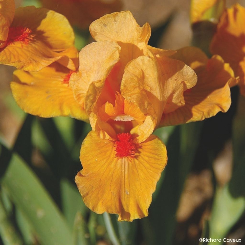 Iris germanica Allumez le Feu - Iris des Jardins Lilliput