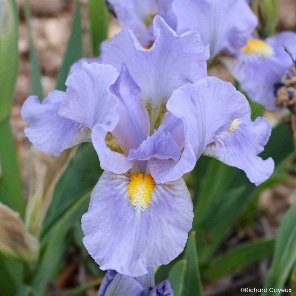 Iris germanica Amateur - Iris des Jardins Lilliput
