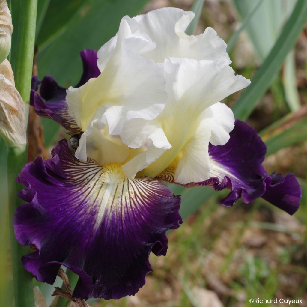 Iris germanica Aubigny Auld Alliance - Grand Iris des Jardins