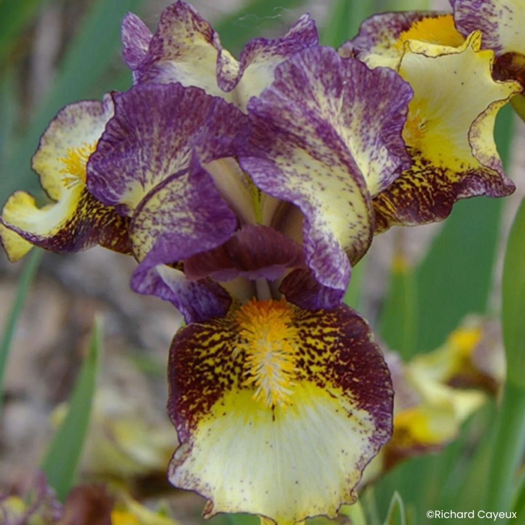 Iris germanica Banded Tiger - Iris des Jardins Lilliput