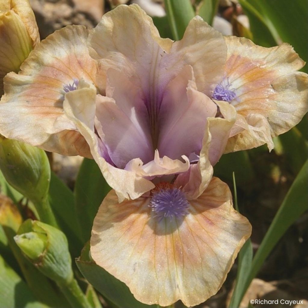 Iris germanica Be My Angel - Iris des Jardins Lilliput