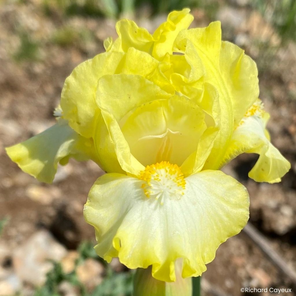 Iris germanica Blissful - Iris des Jardins Lilliput