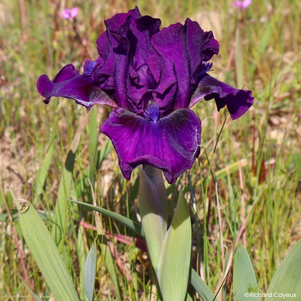 Iris germanica Bourgeois - Iris des Jardins Lilliput