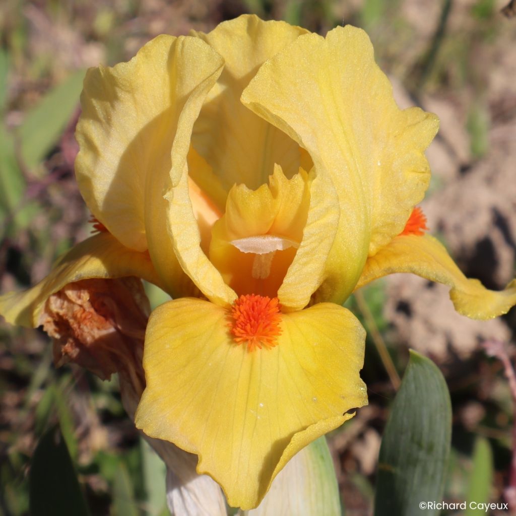 Iris germanica Circus Dragon - Iris des Jardins Lilliput