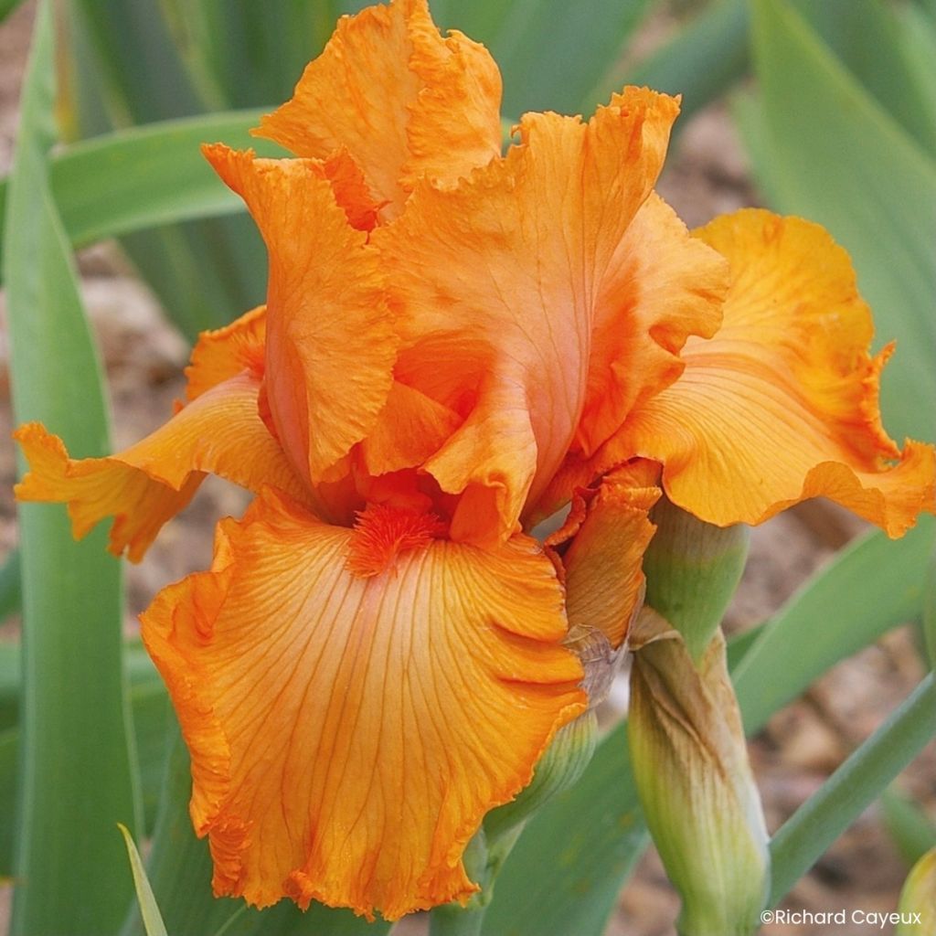 Iris germanica Coup de Soleil - Grand Iris des Jardins