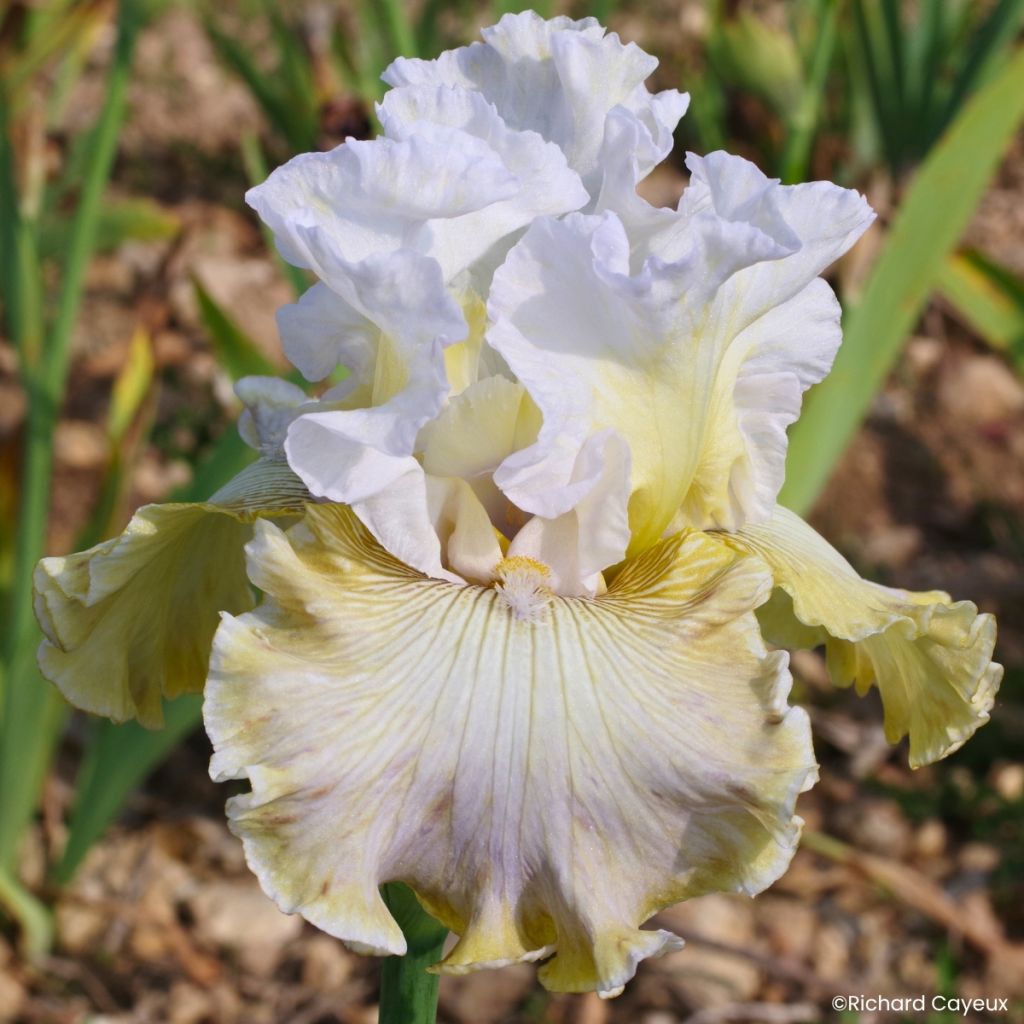 Iris germanica Danseuse d’Asie - Grand Iris des Jardins
