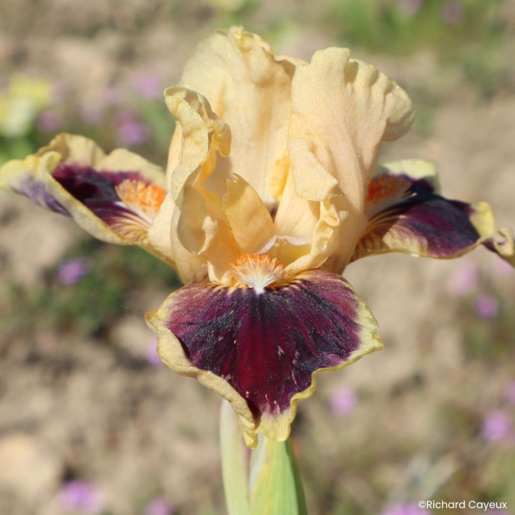 Iris germanica Dazzle Me - Iris des Jardins Lilliput