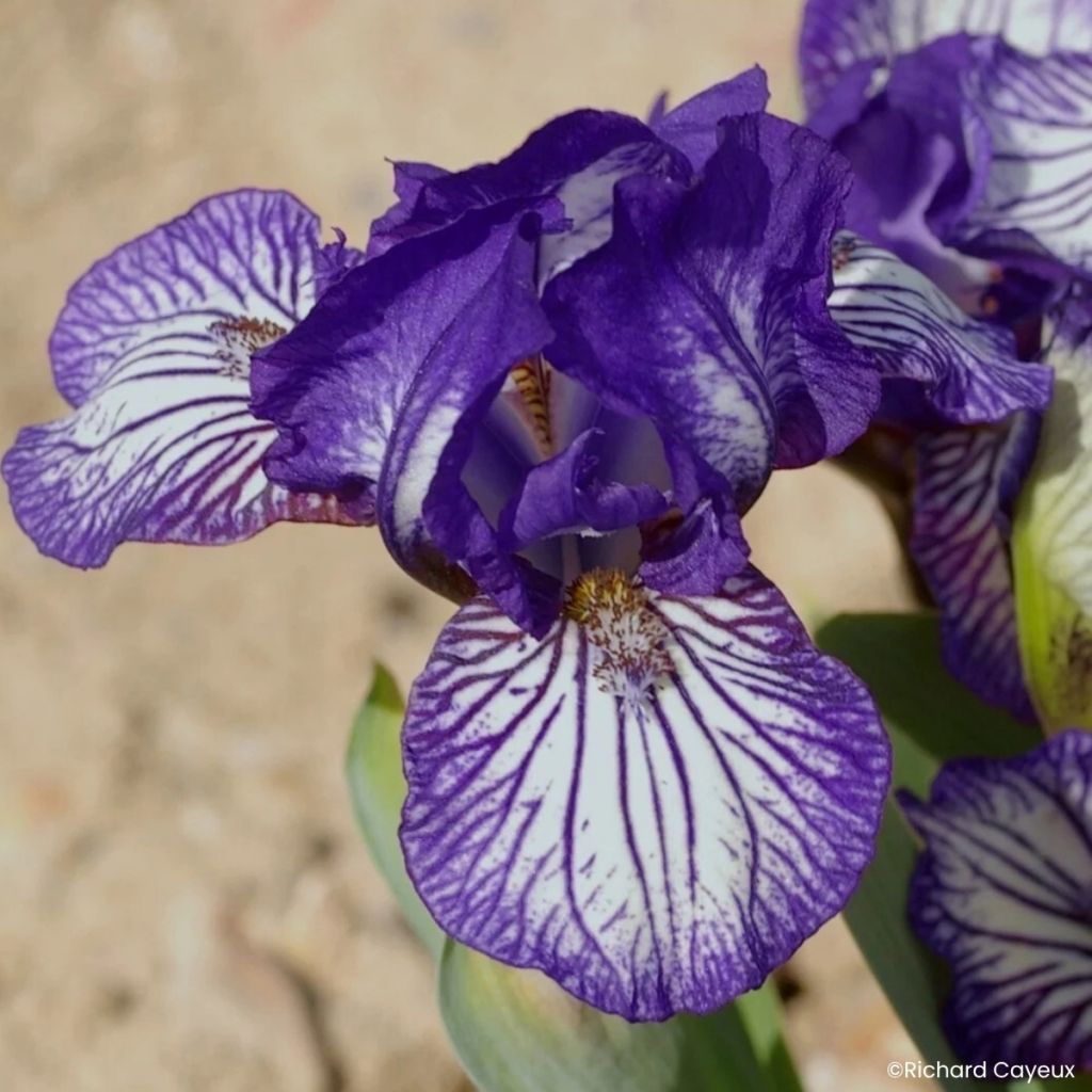 Iris germanica Dinky Circus - Iris des Jardins nain