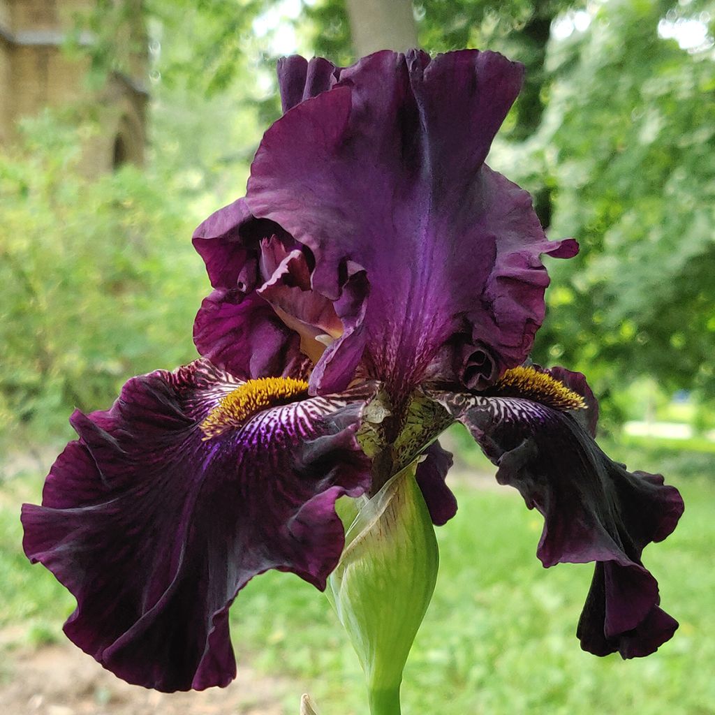 Iris germanica Dracula's Kiss - Iris des jardins