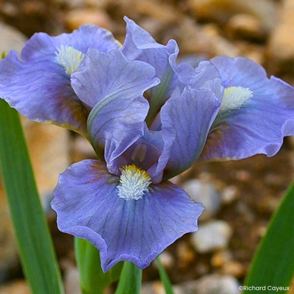 Iris germanica Fib - Iris des Jardins nain