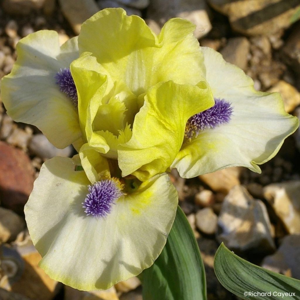 Iris germanica Island Sun - Iris des Jardins Lilliput