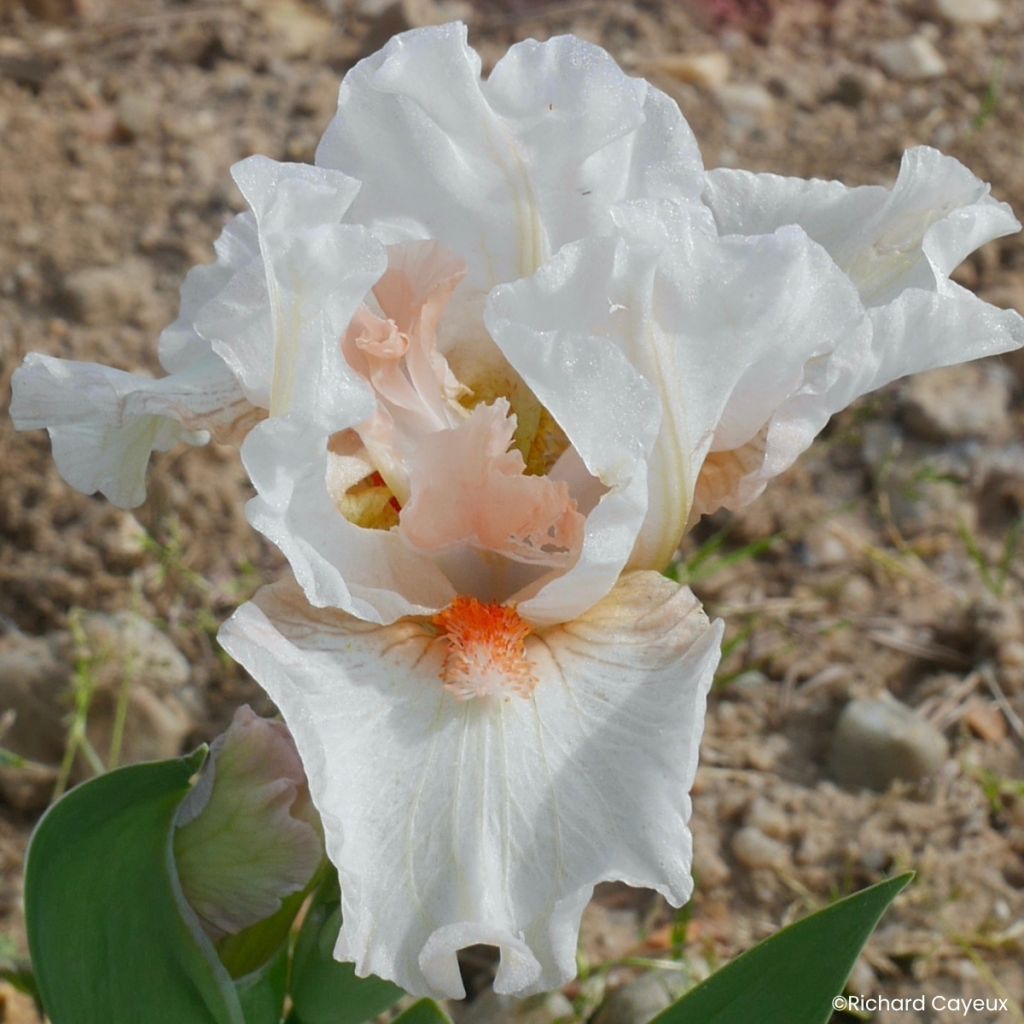 Iris germanica It’s A Small World - Iris des Jardins Lilliput