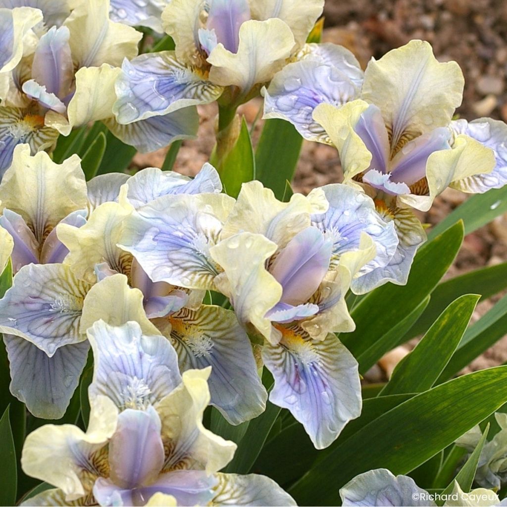Iris germanica Pastell Ballett - Iris des Jardins Lilliput