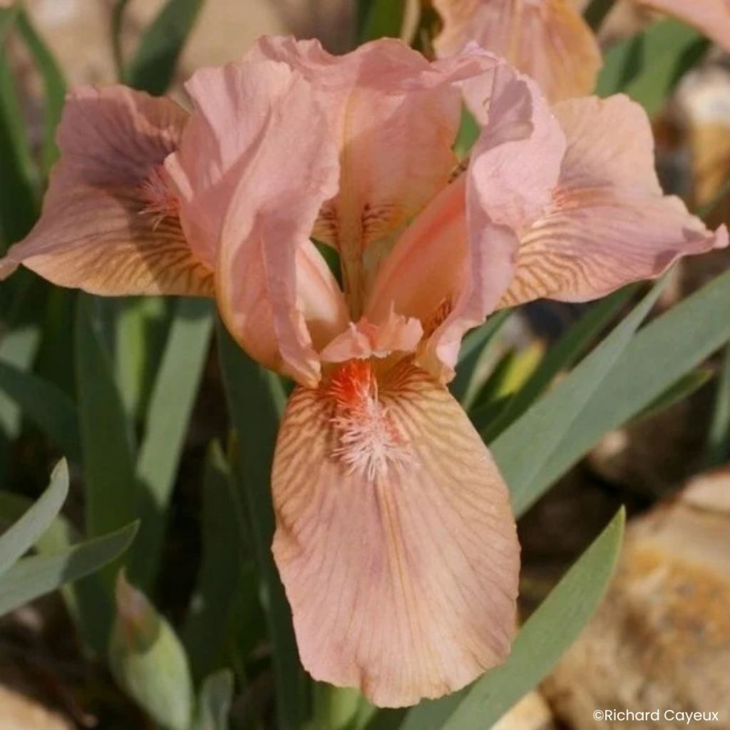 Iris germanica Pink Blink - Iris des Jardins nain