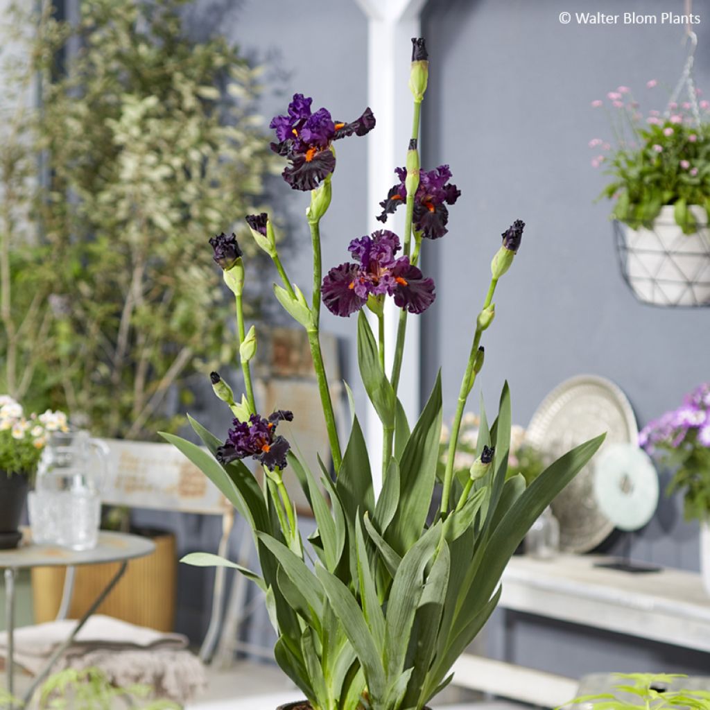 Iris germanica Sharp Dressed Man - Iris des Jardins