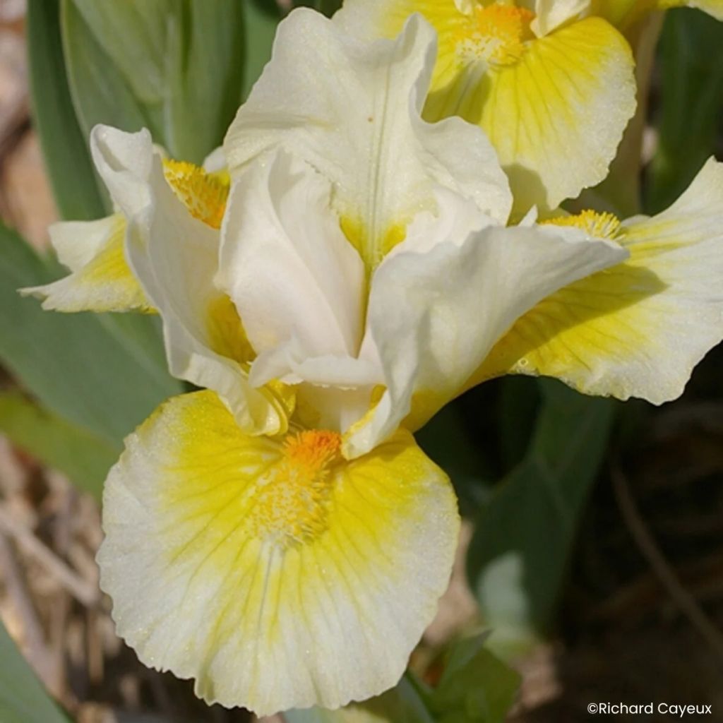 Iris germanica Tingle - Iris des Jardins nain