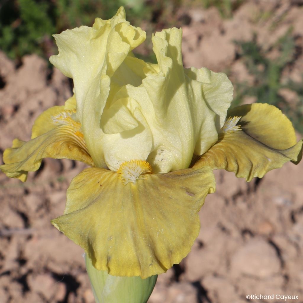 Iris germanica Verdissant - Iris des Jardins intermédiaire