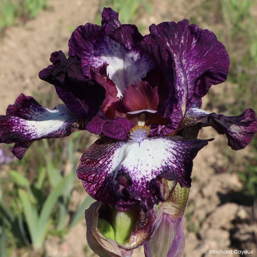 Iris germanica Vitrail - Iris des Jardins intermédiaire