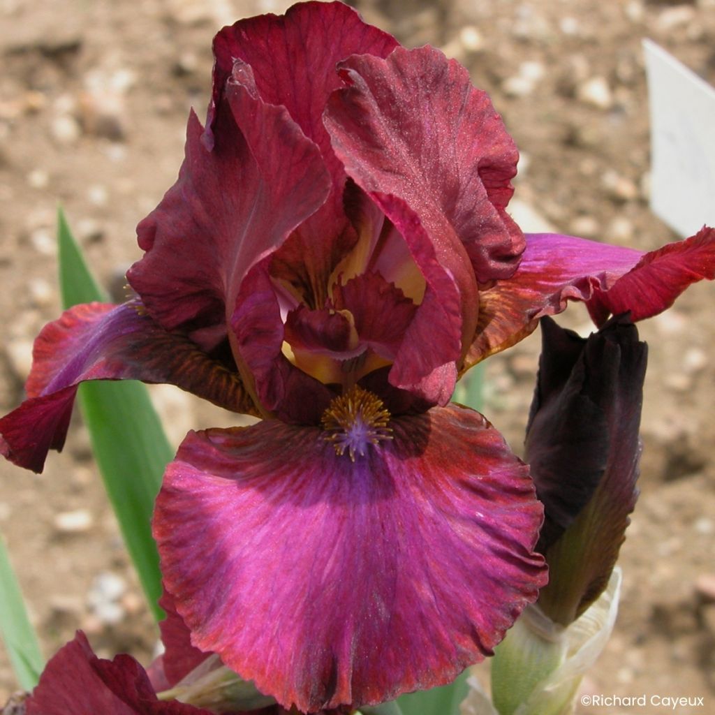 Iris germanica Wrangler - Iris des Jardins intermédiaire
