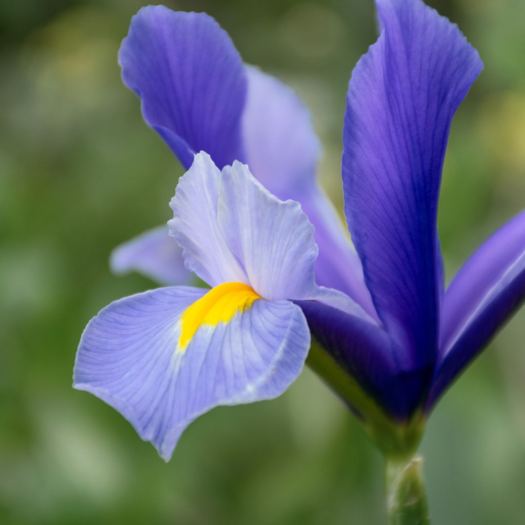 Iris de Hollande HC van Vliet - Iris hollandica