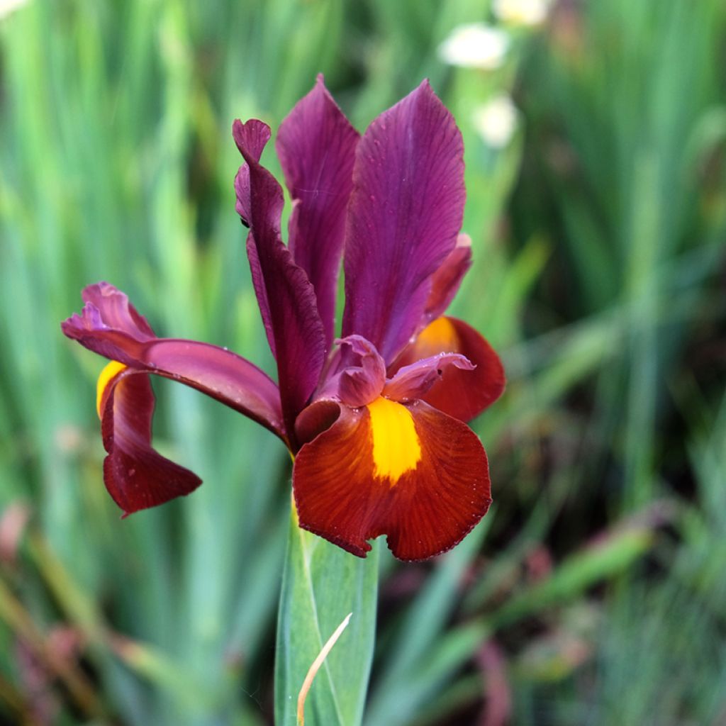 Iris de Hollande Red Ember - Iris hollandica