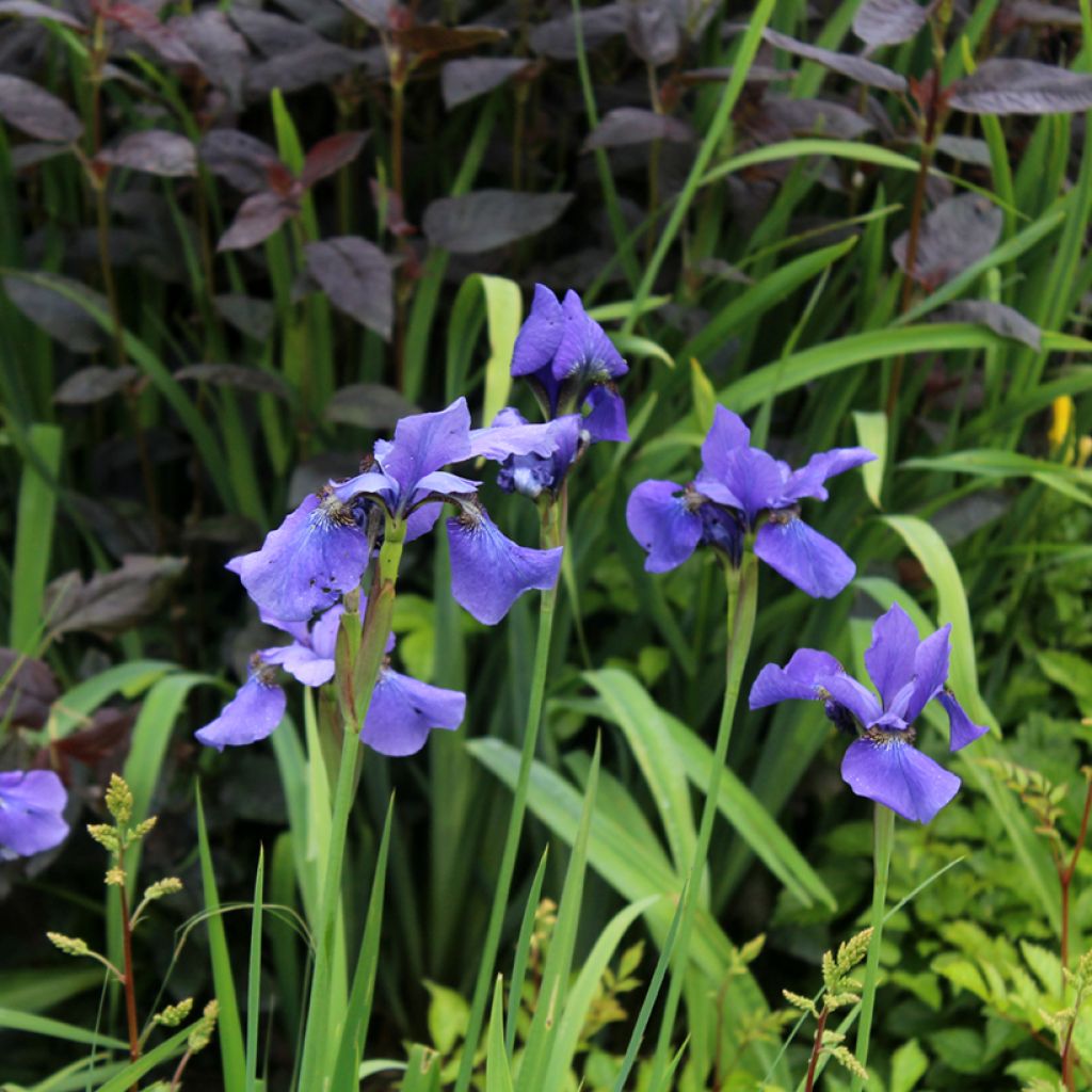 Iris sibirica Persimmon - Iris de Sibérie
