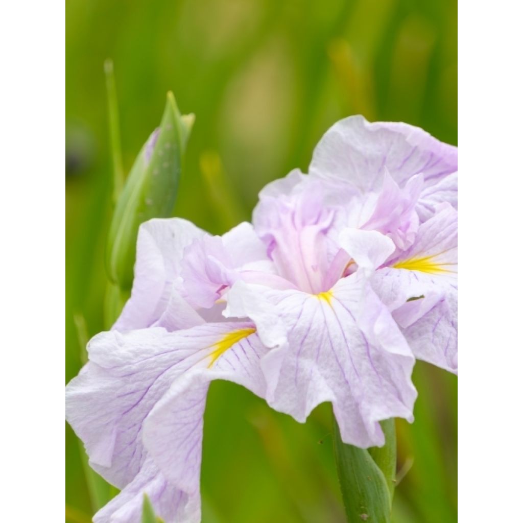 Iris du Japon - Iris ensata Dinner Plate Tub Tim Grob