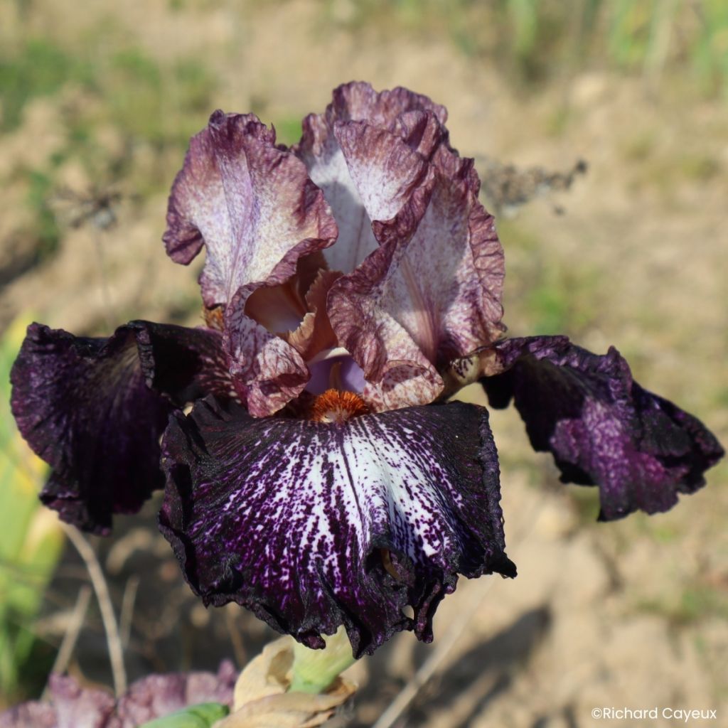 Iris germanica Nuit Galactique - Grand Iris des Jardins