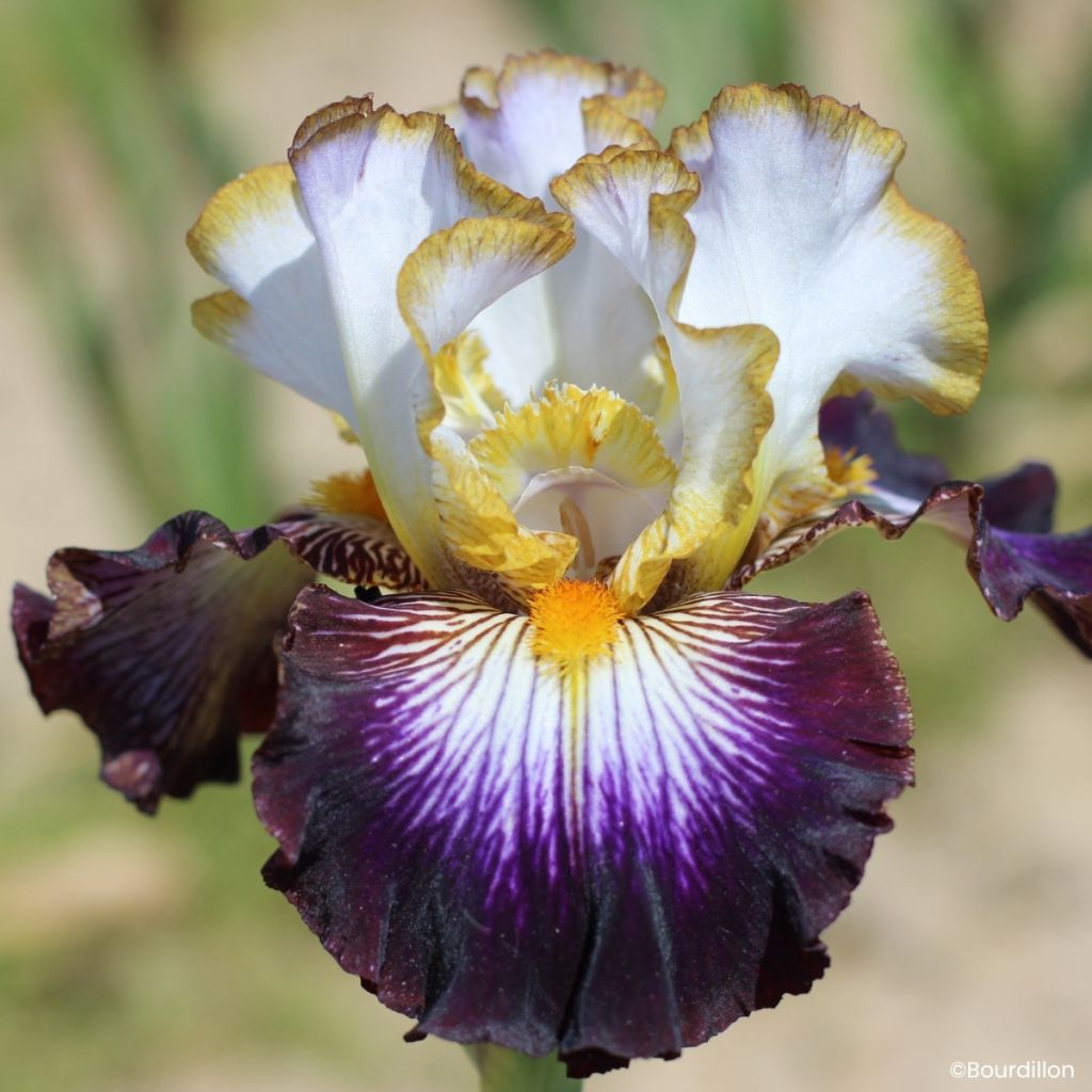 Iris germanica Eclat de Nuit - Grand Iris des Jardins