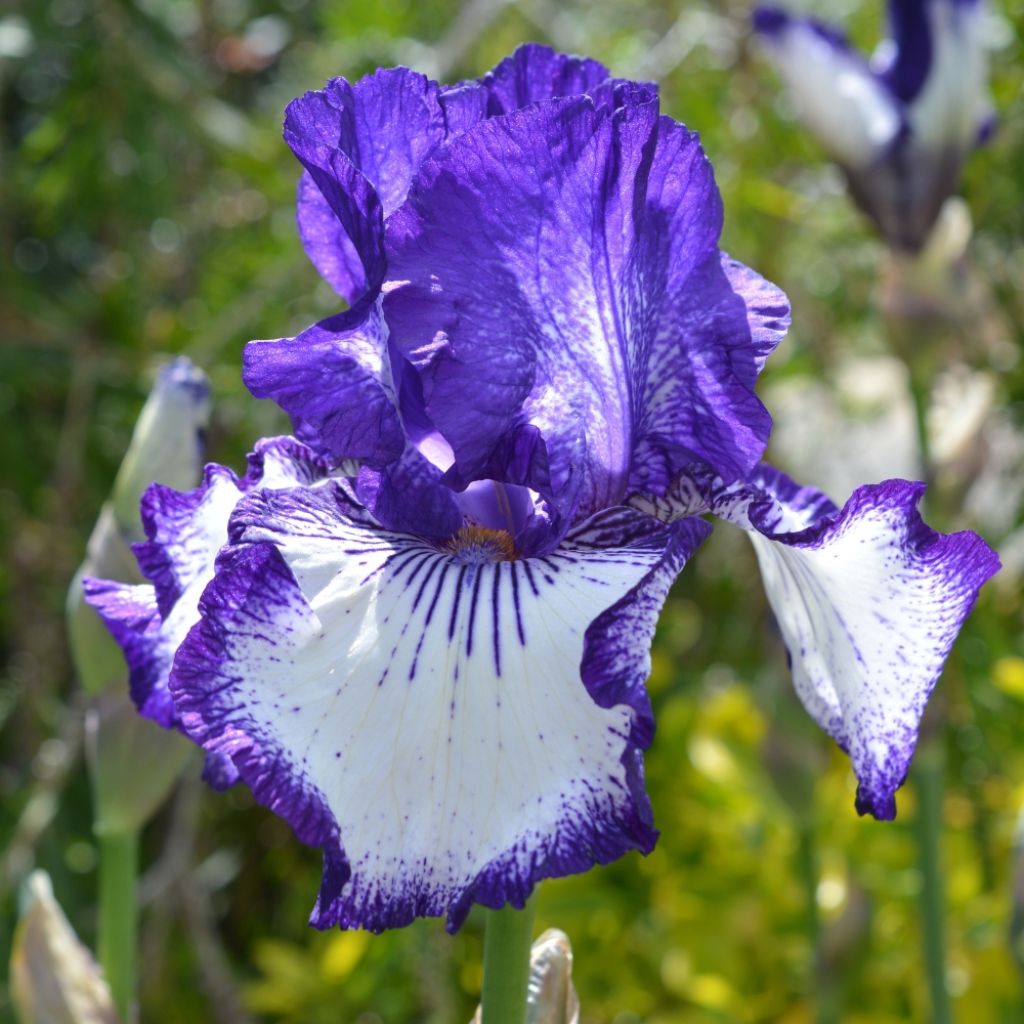 Iris germanica Art Déco - Iris des Jardins