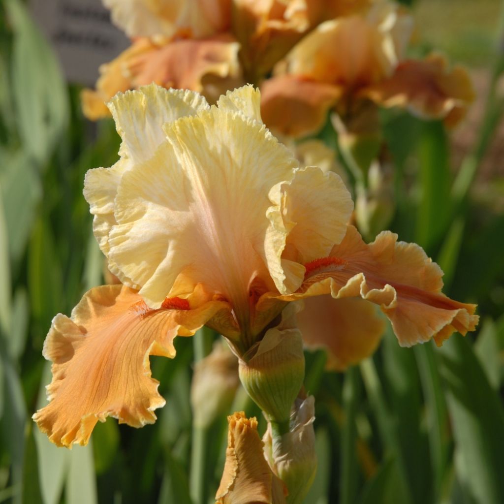 Iris germanica English Charm - Iris des jardins remontant