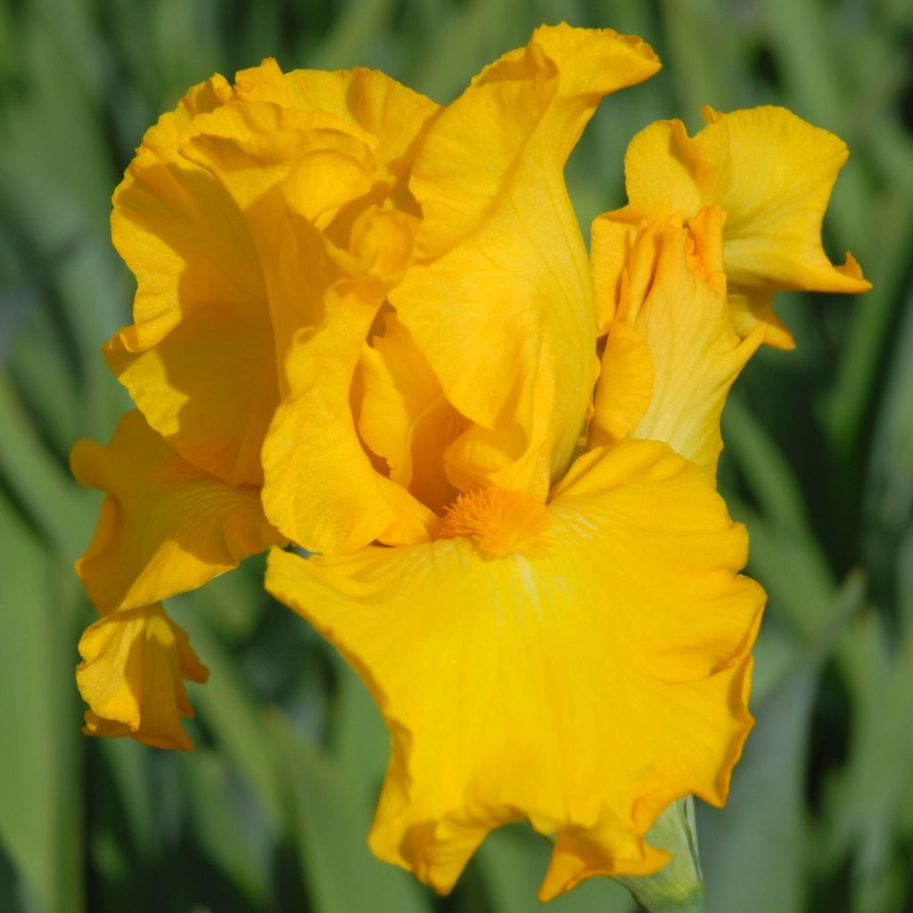 Iris germanica Gold Galore