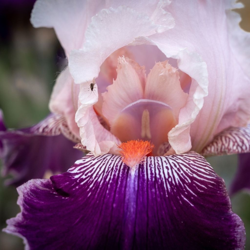 Iris germanica Robe du soir - Iris des Jardins