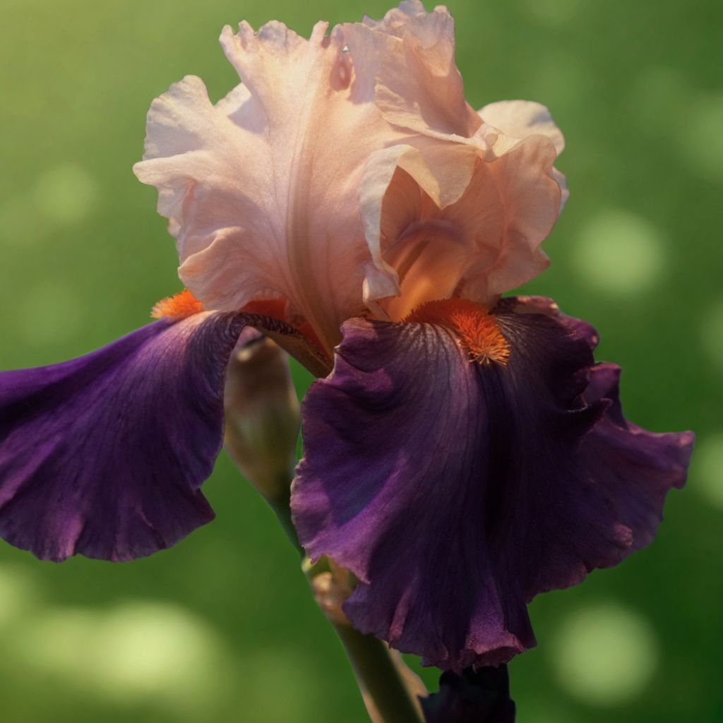Iris germanica Robe du soir - Iris des Jardins