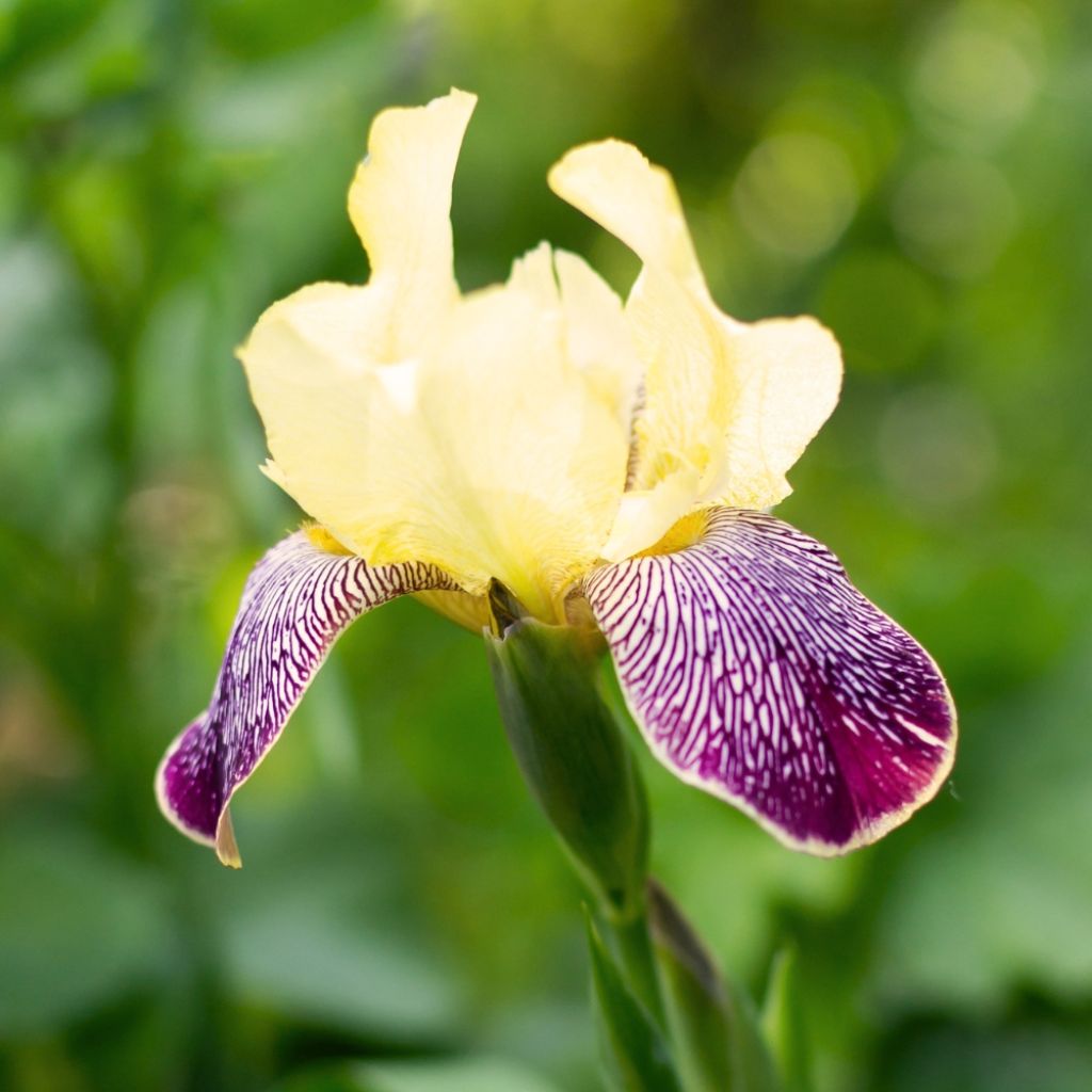 Iris germanica Stellata - Iris des jardins