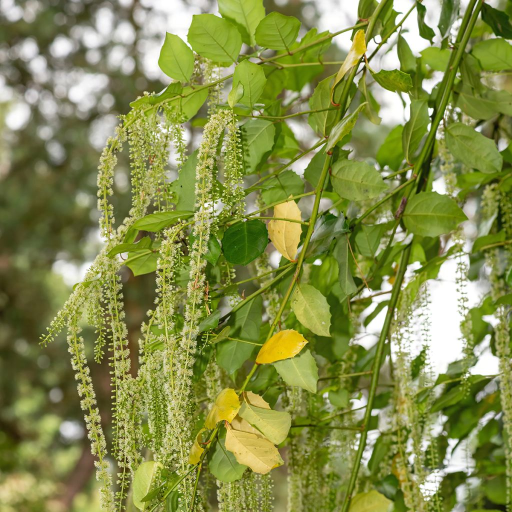 Itea ilicifolia