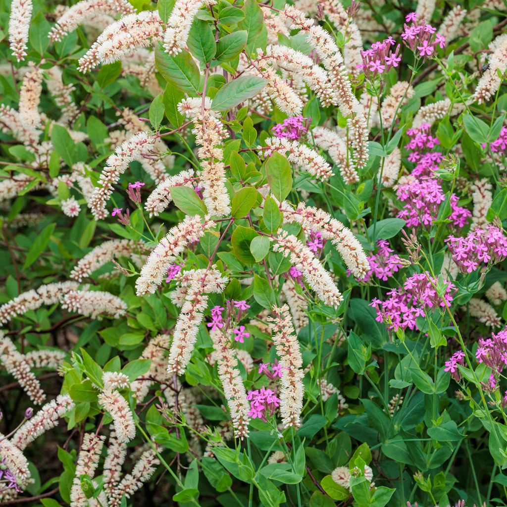 Itea virginica - Itéa de Virginie