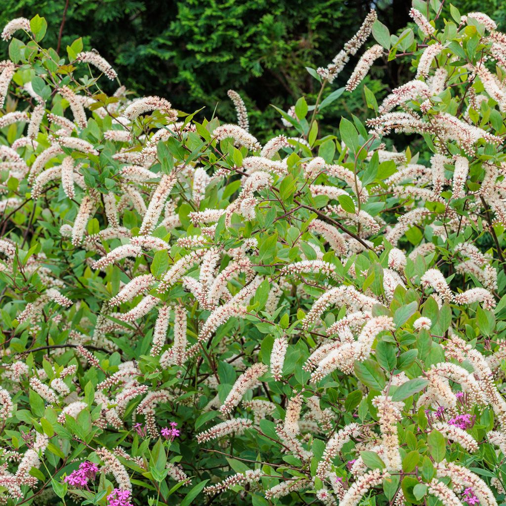 Itea virginica - Itéa de Virginie