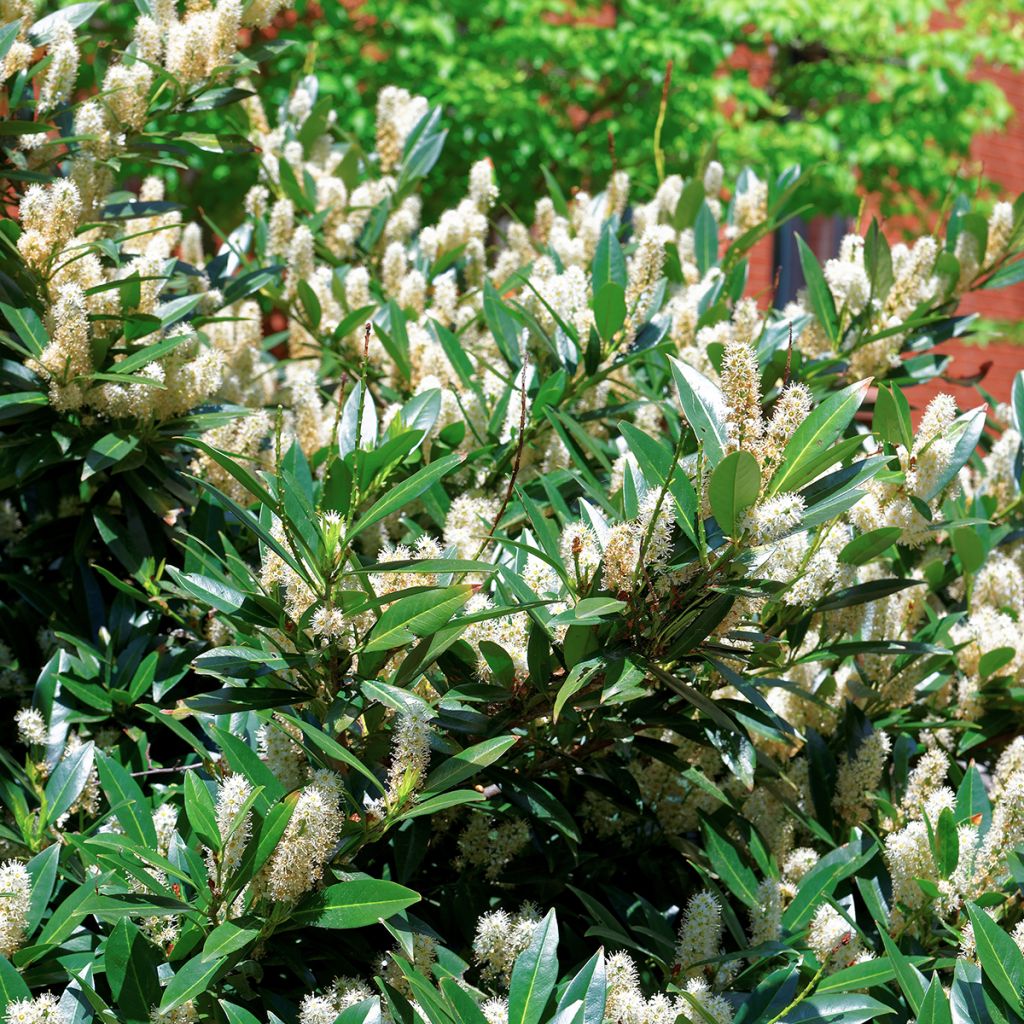 Itea virginica Little Henry - Itéa de Virginie