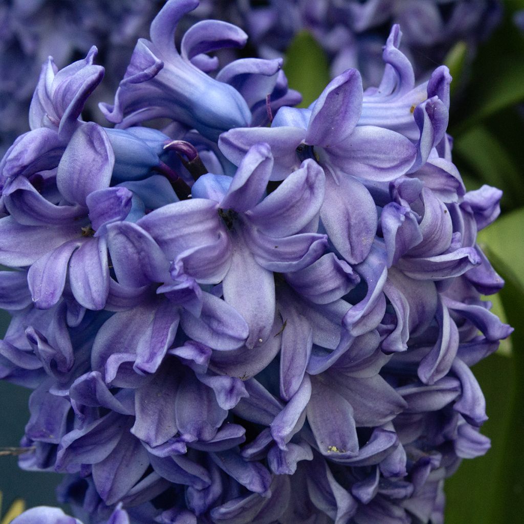 Jacinthe Delft Blue