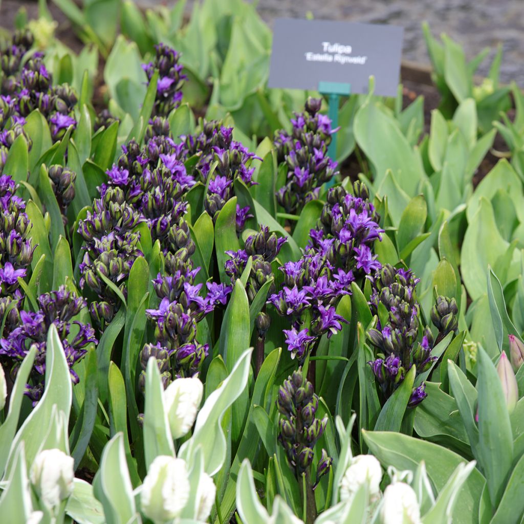 Jacinthe double Twin Pearl