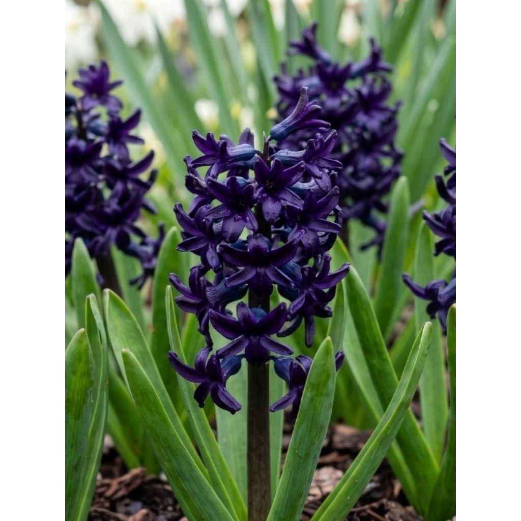 Jacinthe Midnight Sky