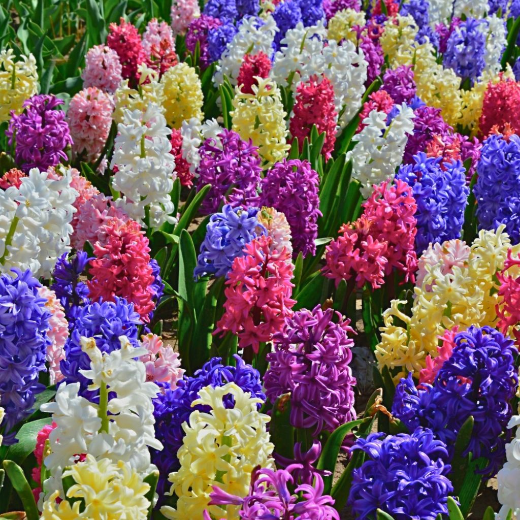Jacinthes simples en mélange