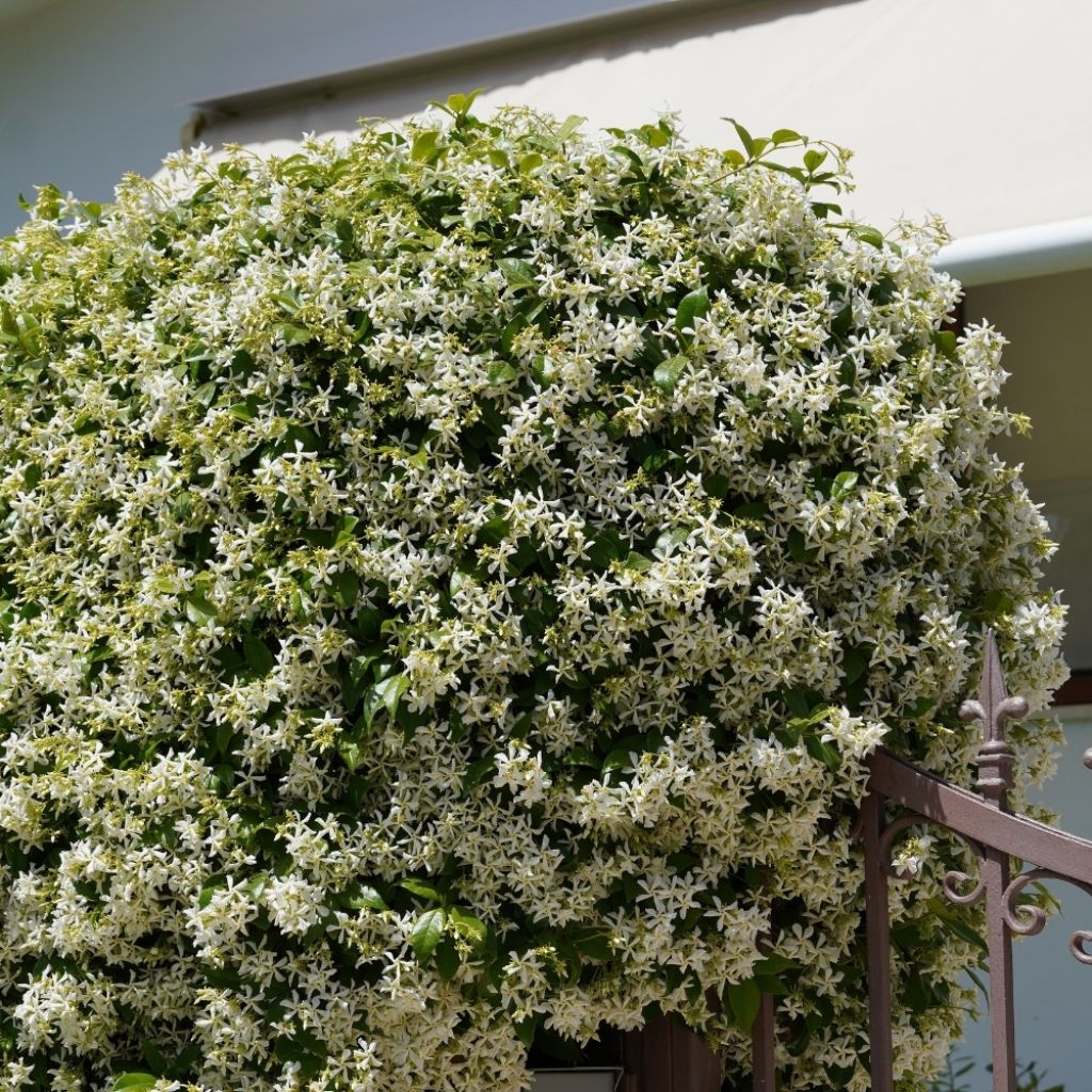 Jasmin étoilé - Trachelospermum jasminoides