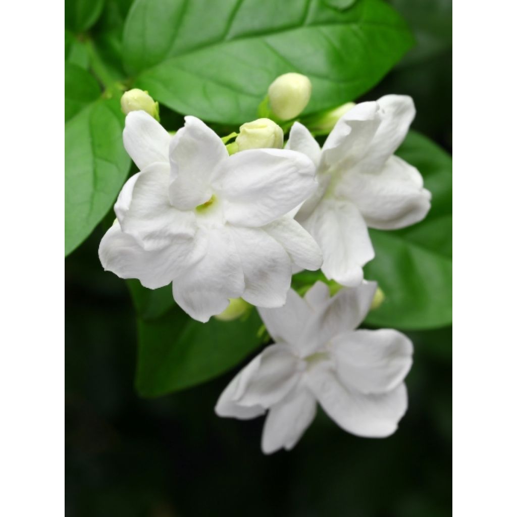 Jasmin d'Arabie - Jasminum sambac