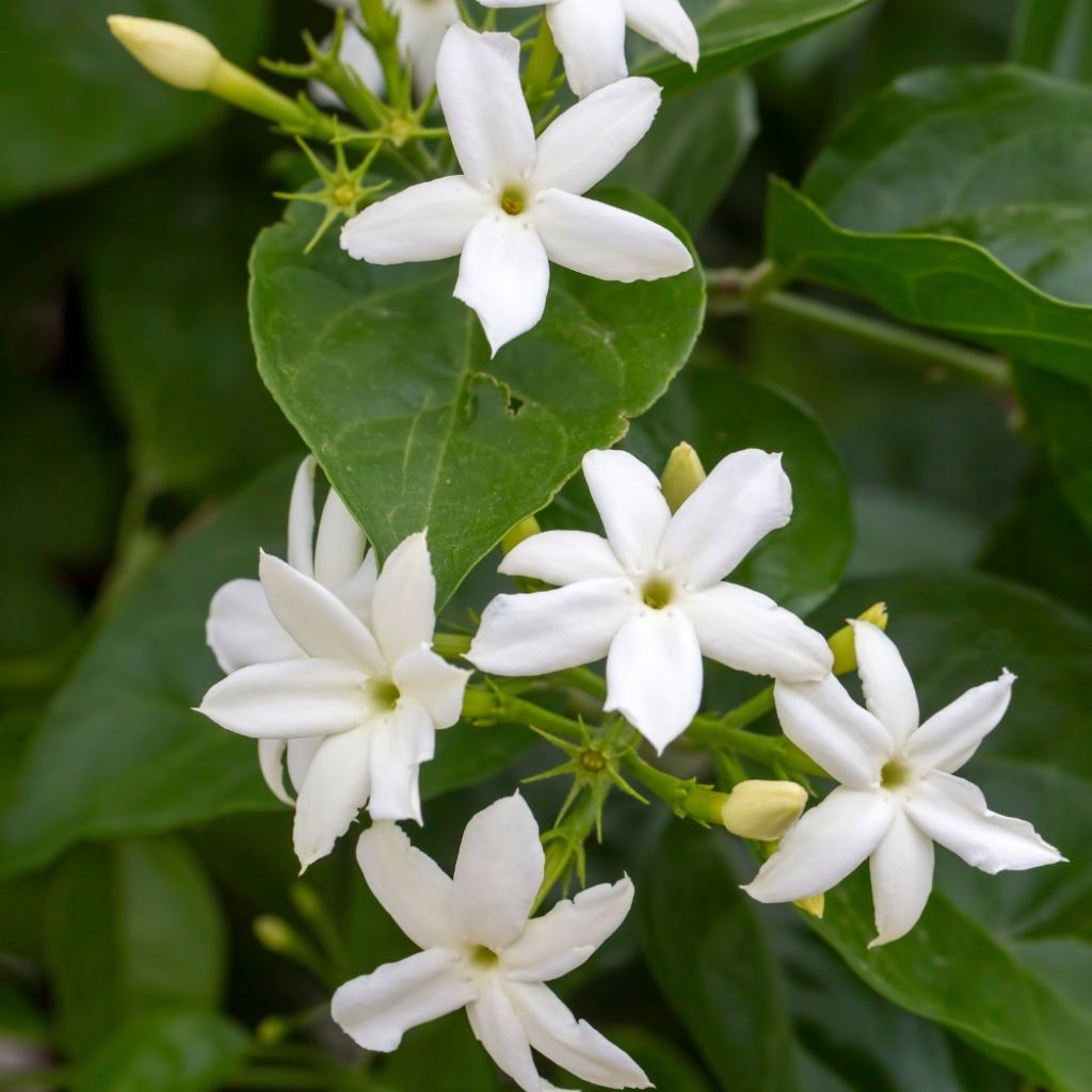 Jasmin d'Arabie - Jasminum sambac