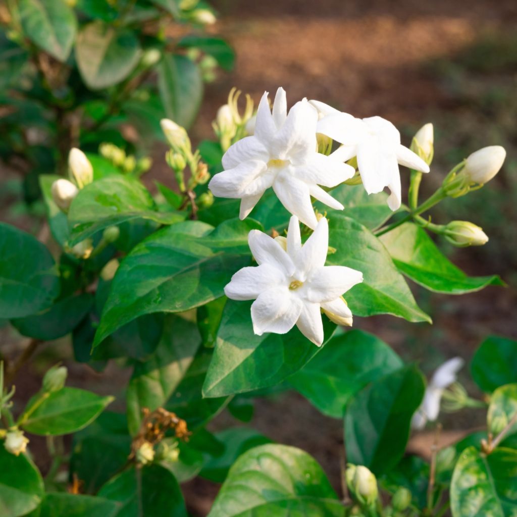 Jasmin officinal - Jasminum officinale