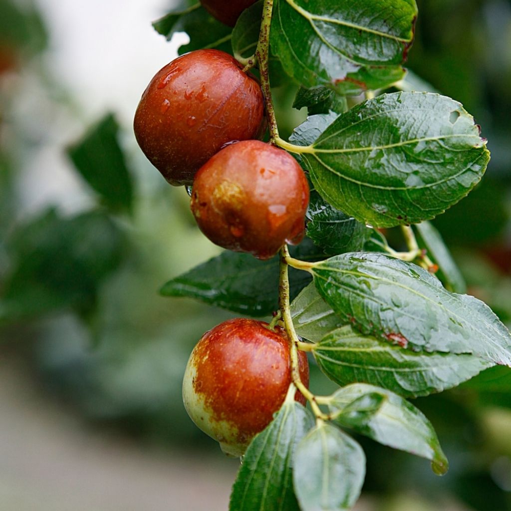 Ziziphus jujuba Li - Jujubier à gros fruits